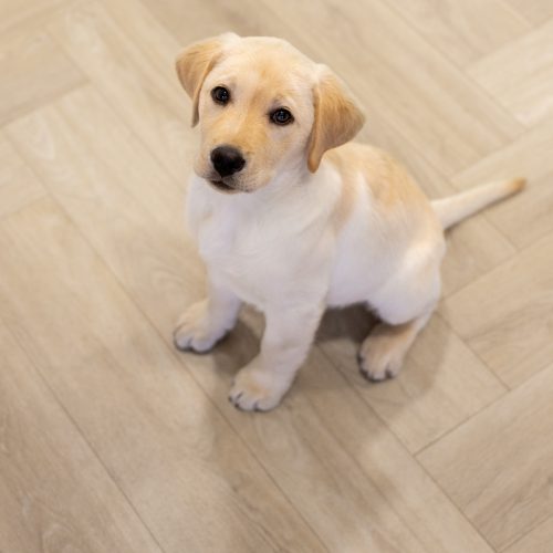 Are Vinyl floors safe for dogs?